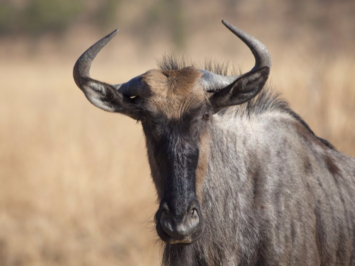 Webdesign und Fotografie - Gnu