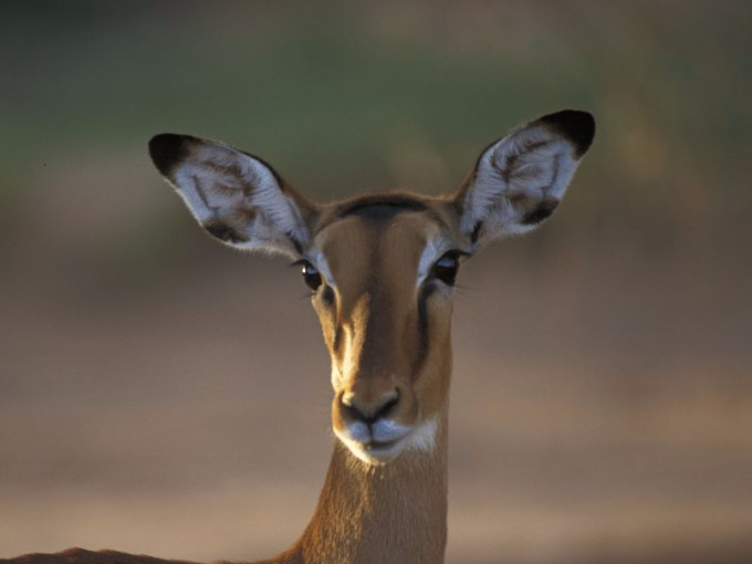 Webdesign und Fotografie - Antilope