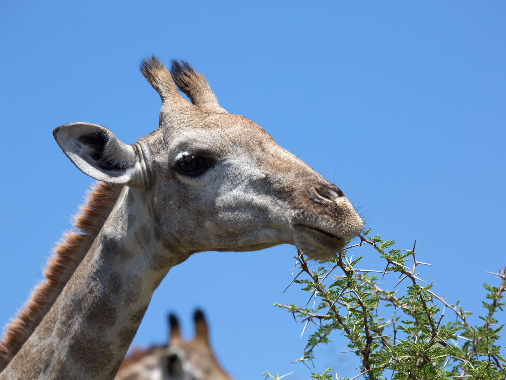 Webdesign und Fotografie - Giraffen