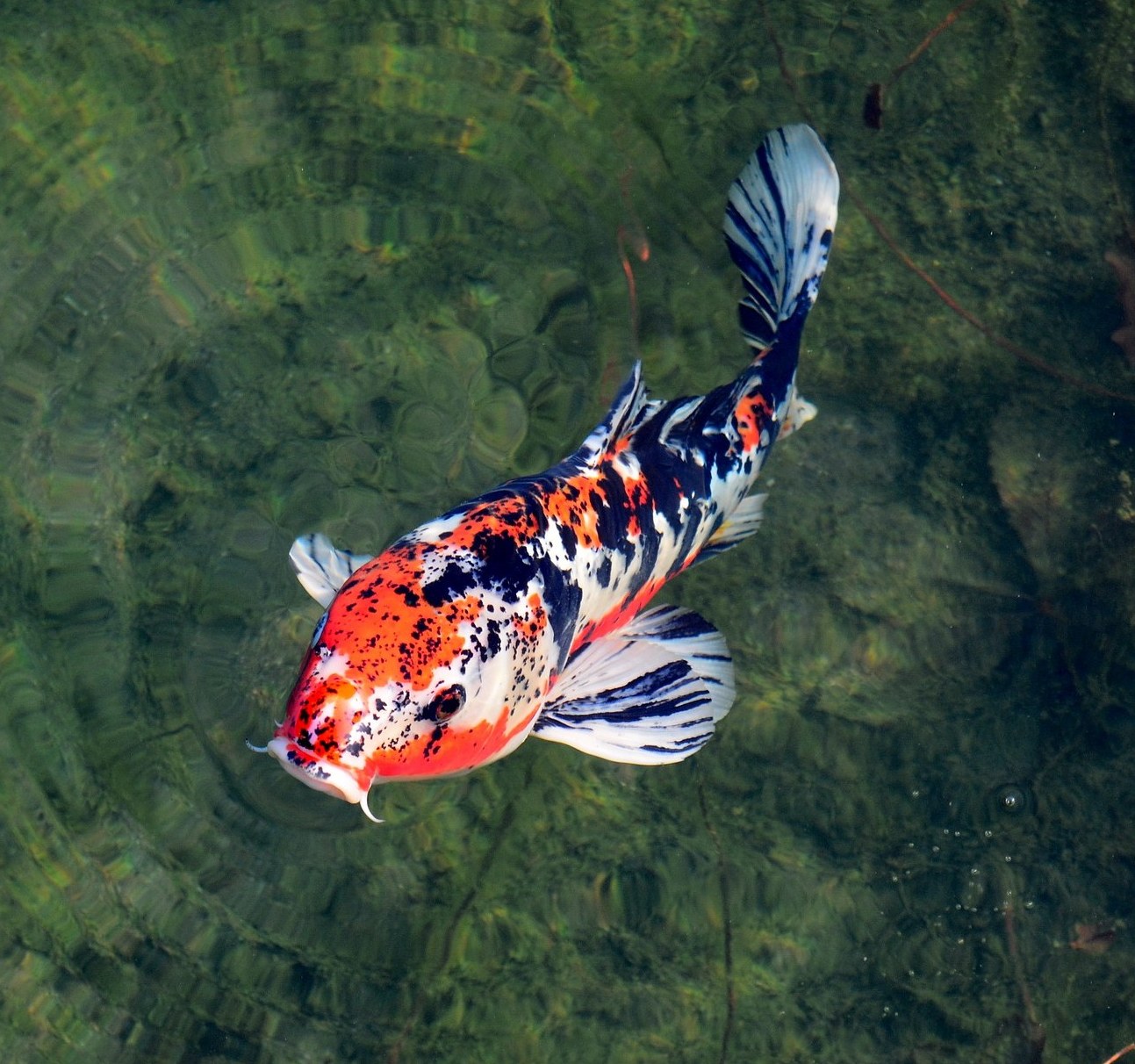 Koi Teiche Futter Teichbau