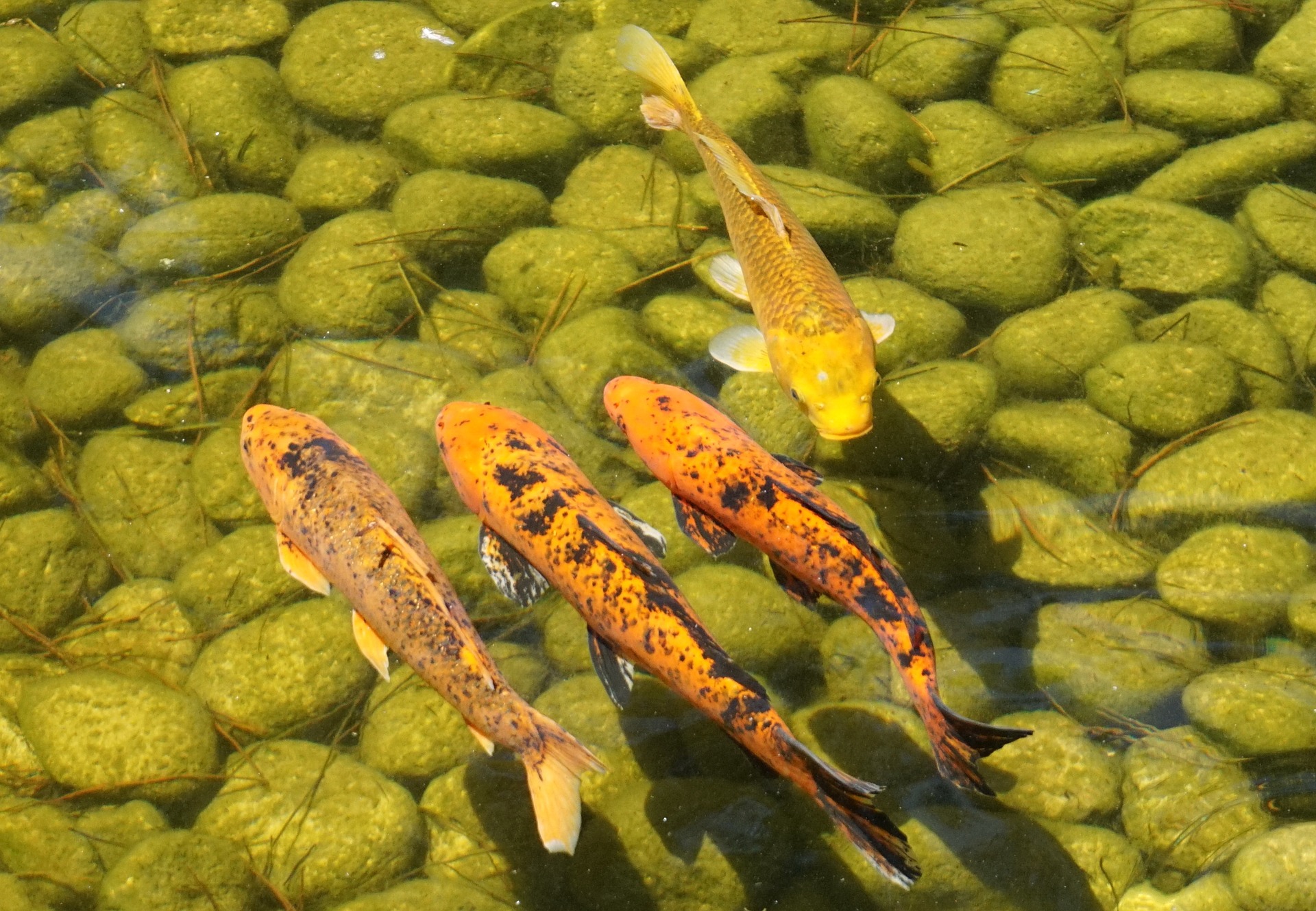 Fischfutter - Koizentrum Hohenahr