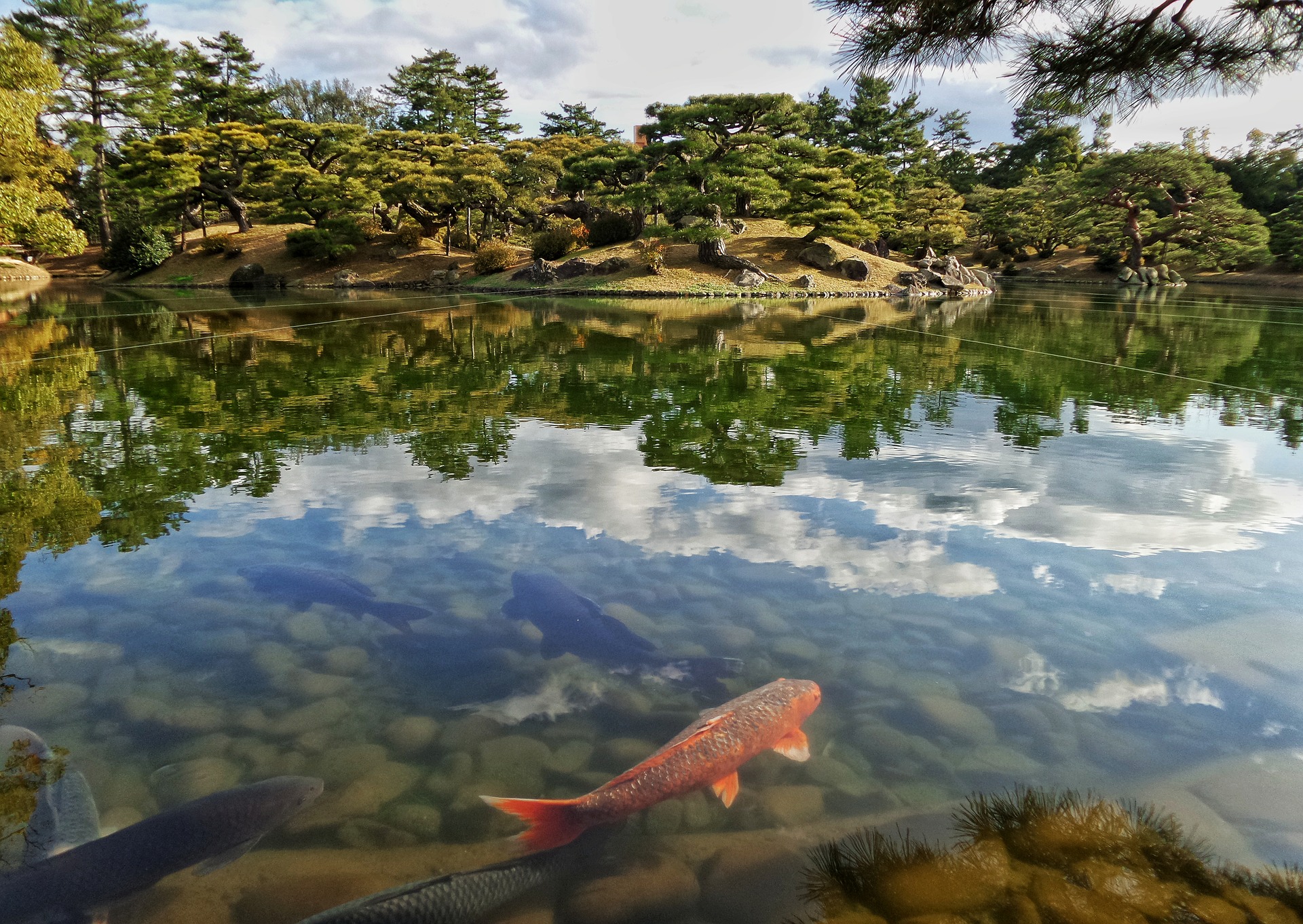 Japan Koi - Koizentrum Hohenahr