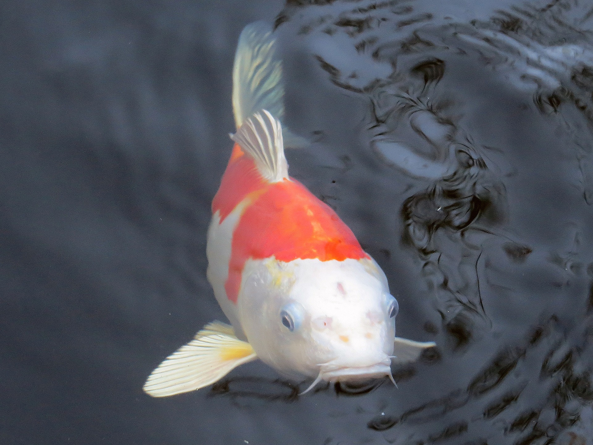 Koi Teichbau