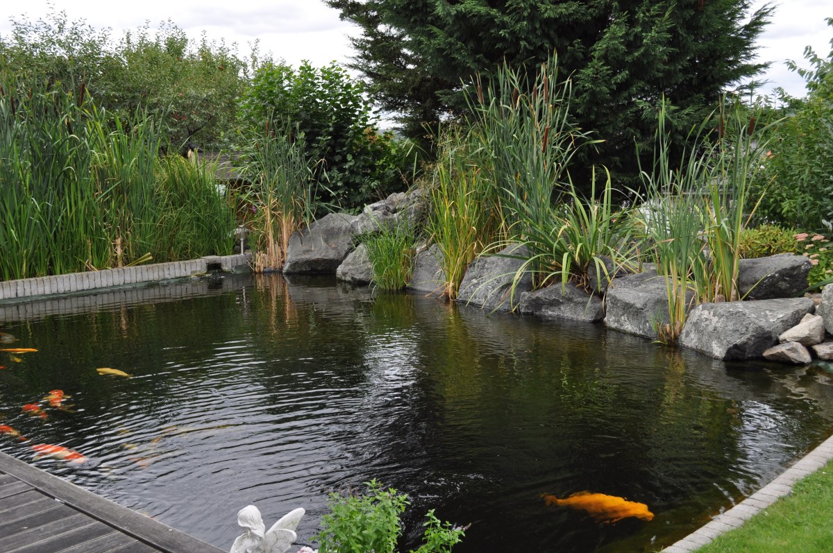 Japan Koi - Koizentrum Hohenahr