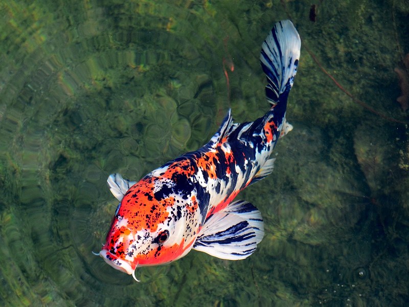 Koi Jumbo Koi groß