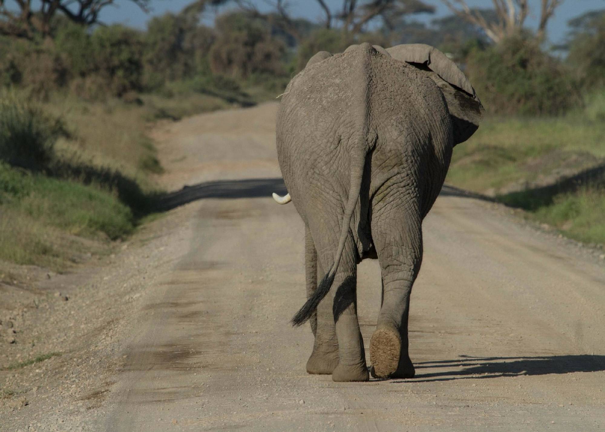 Safari Kenia - Tsavo Amboseli