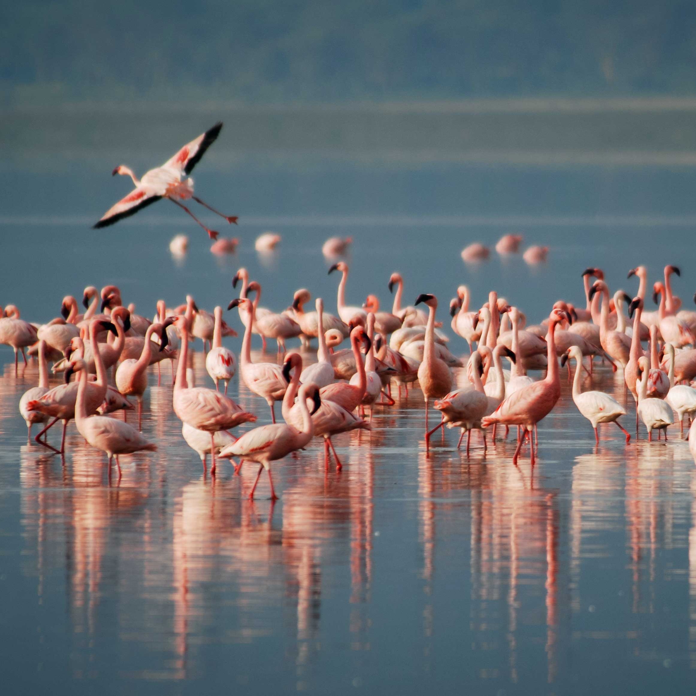 Safariveranstalter - Kenia-Safaris