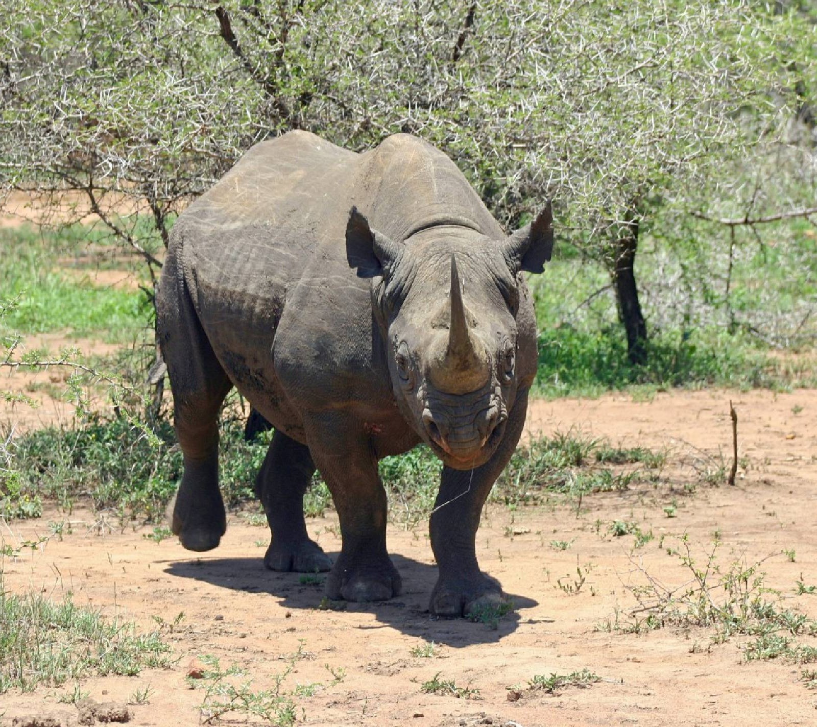 Nakuru Safaris