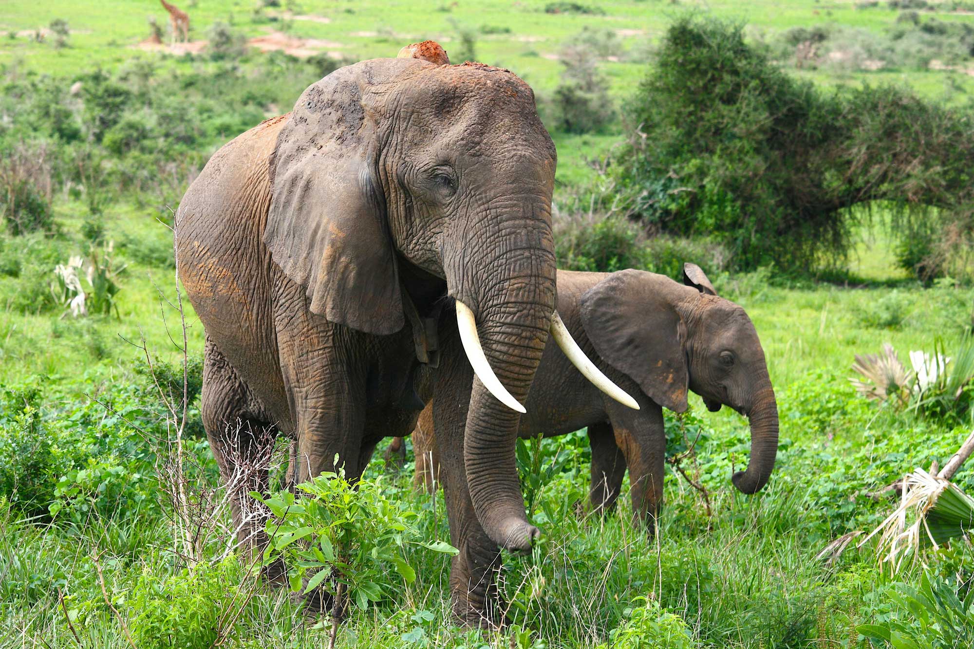 Tagestour-Shimba Hills bei Mombasa