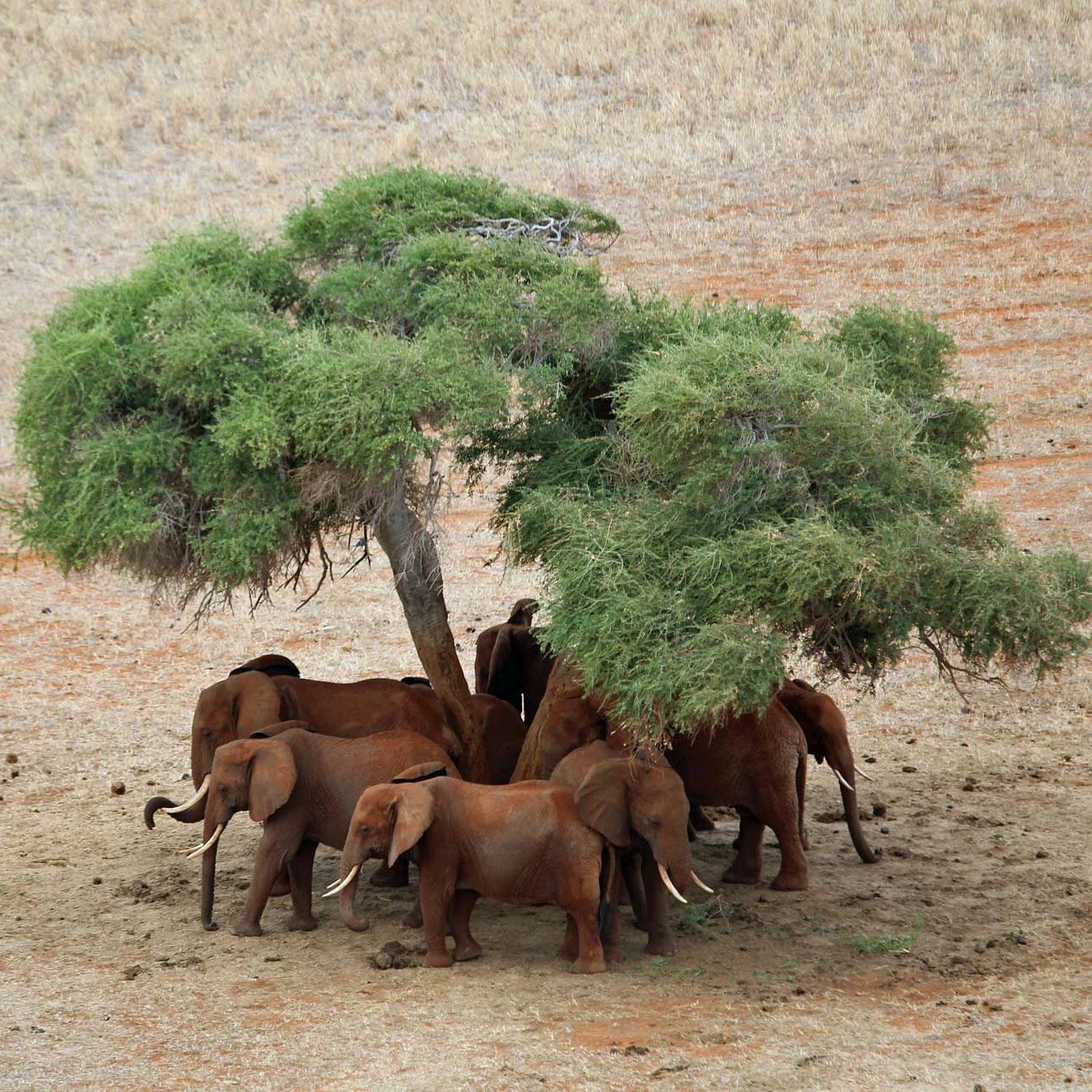 Safariveranstalter - Kenia-Safaris
