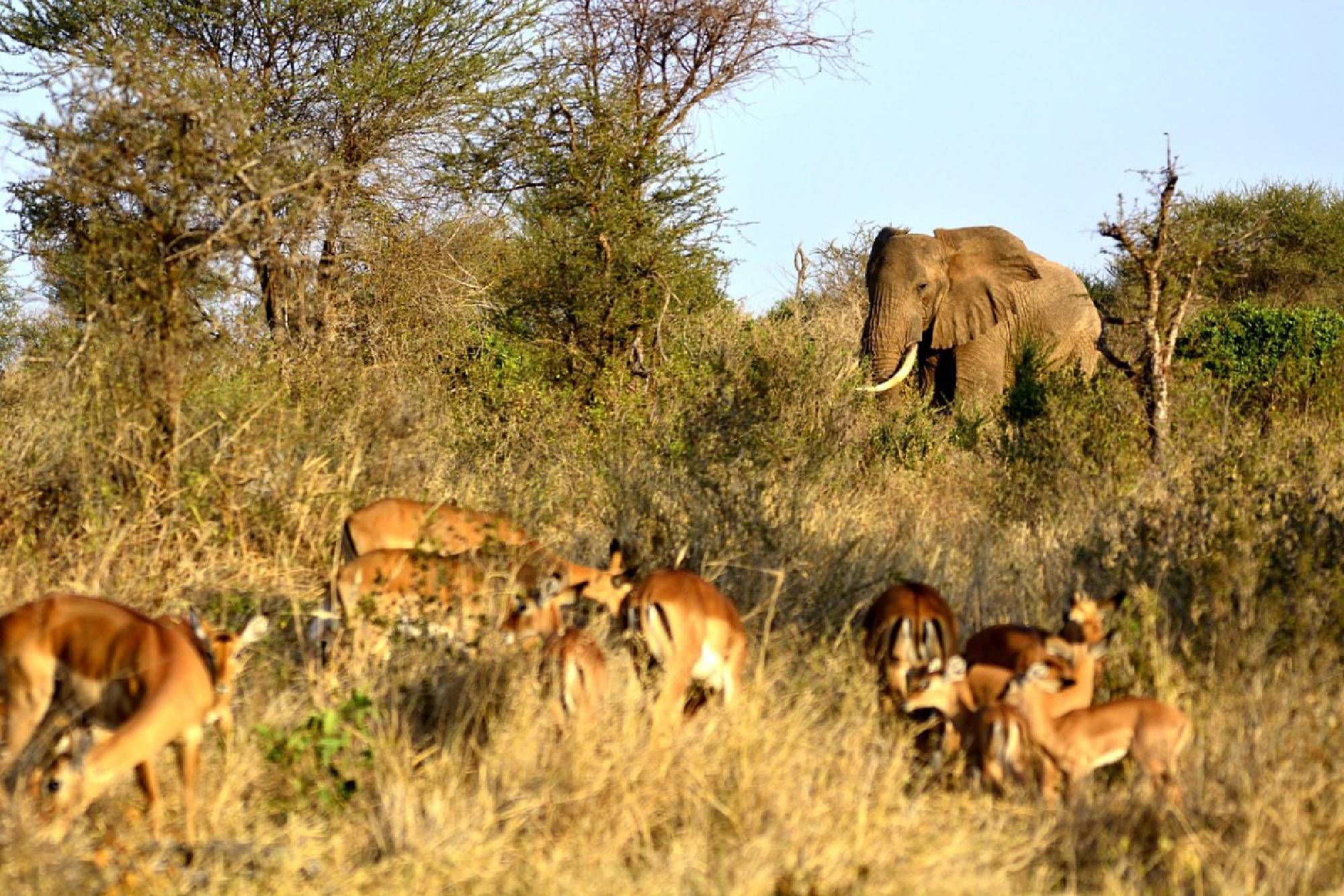 Safari Kenia - Aruba Mara Camp