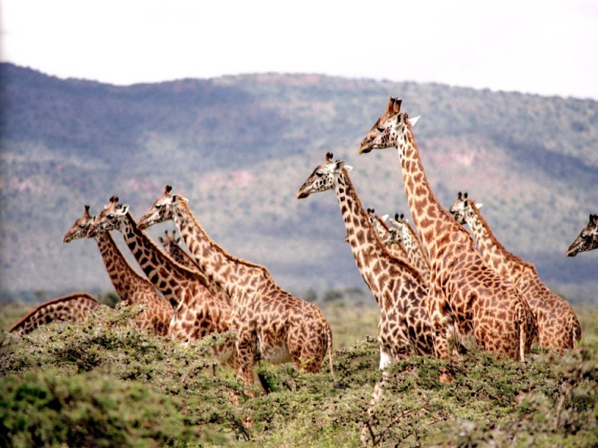 Safariveranstalter - Kenia-Safaris