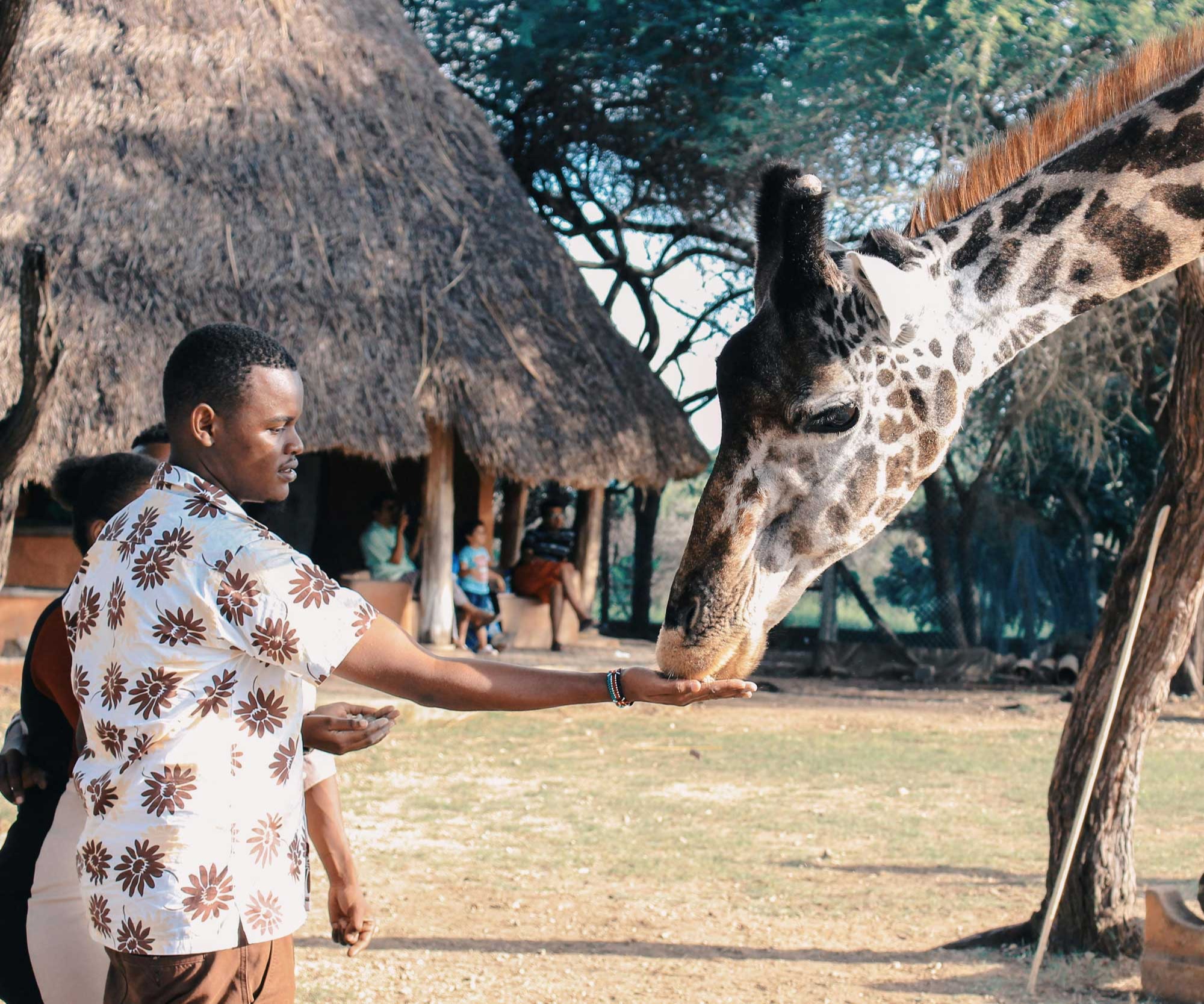 Giraffe im Haller-Park, Mombasa Ausflug