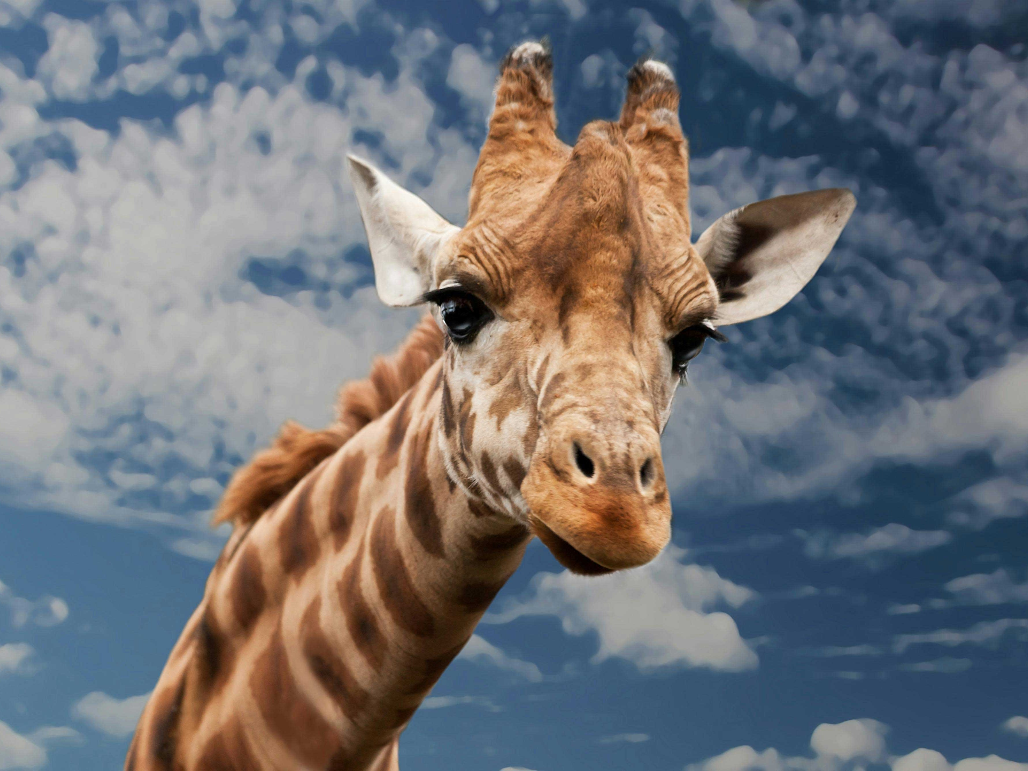Kenia Safari Veranstalter