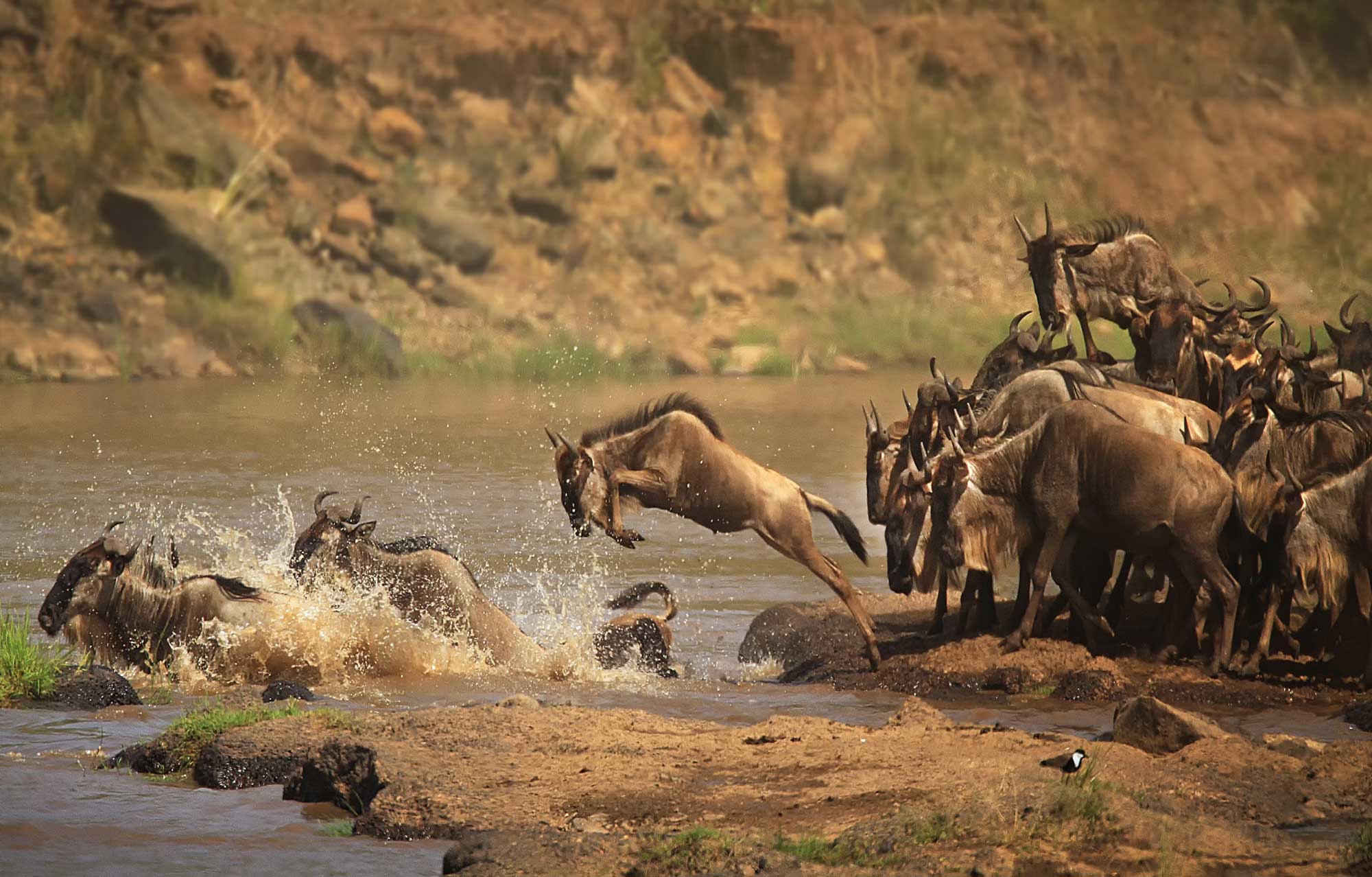 Safariveranstalter - Kenia-Safaris