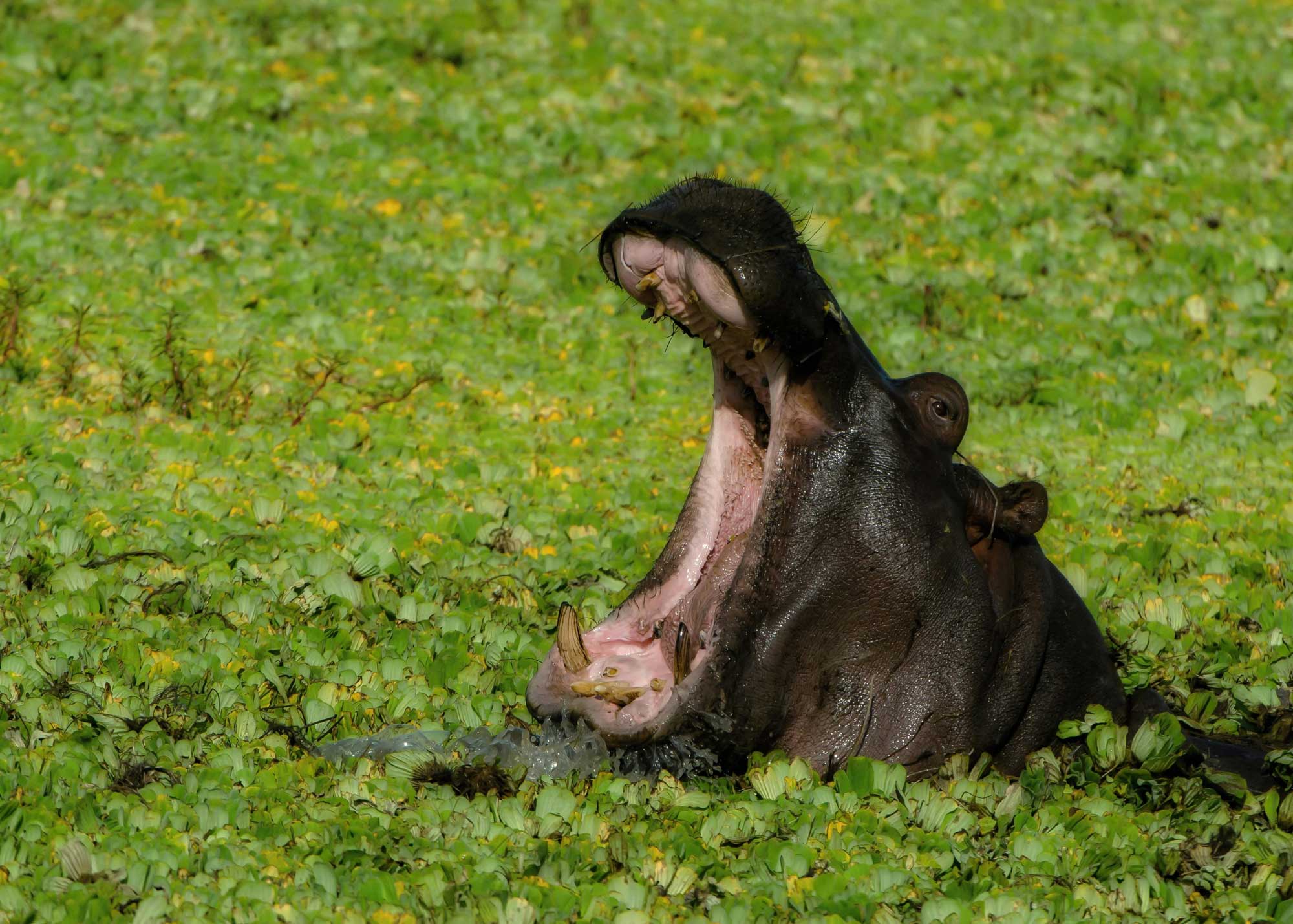 HIppo Safariveranstalter Kenia
