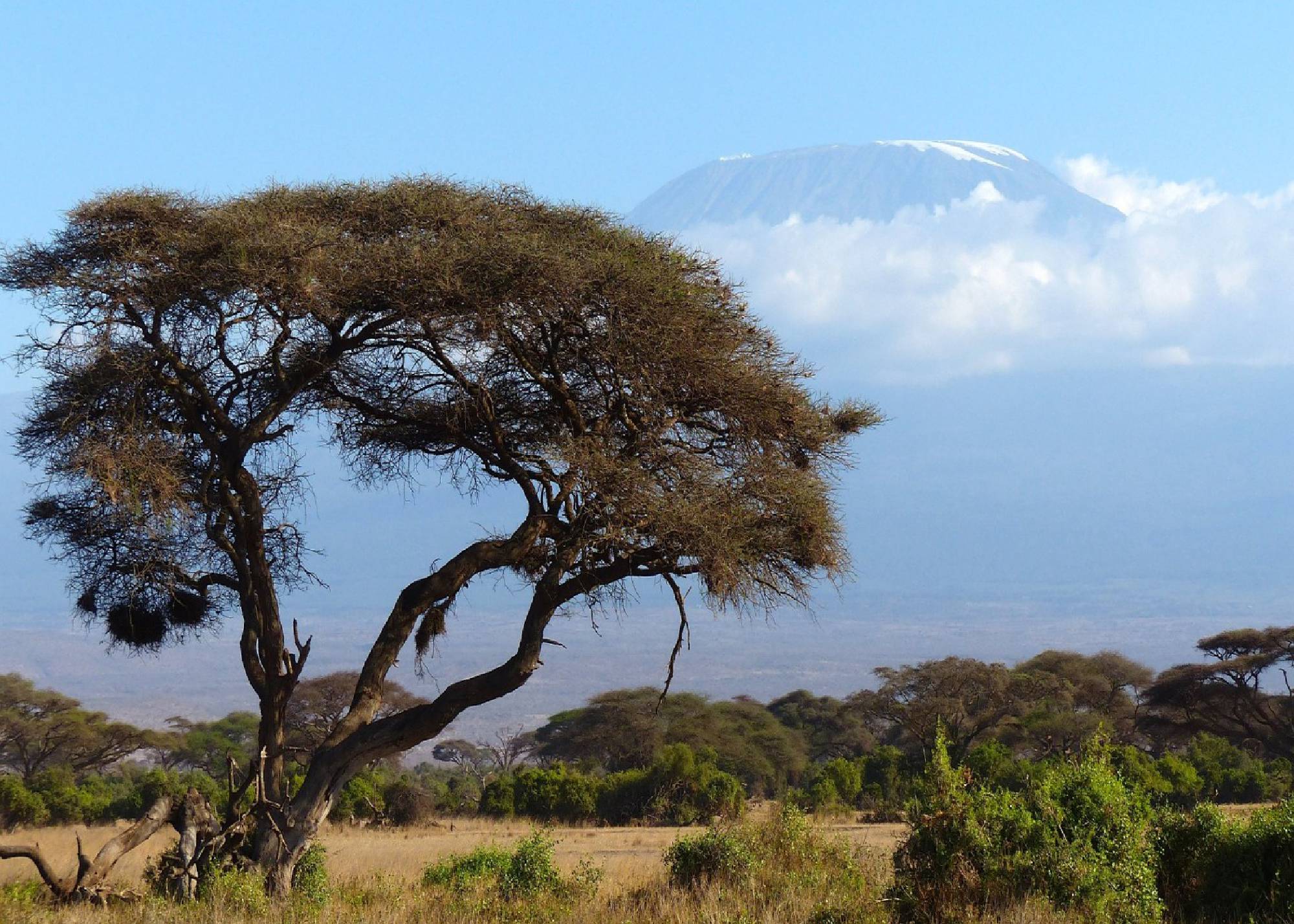 Amboseli - Tsavi Tour - Safariveranstalter Kenia