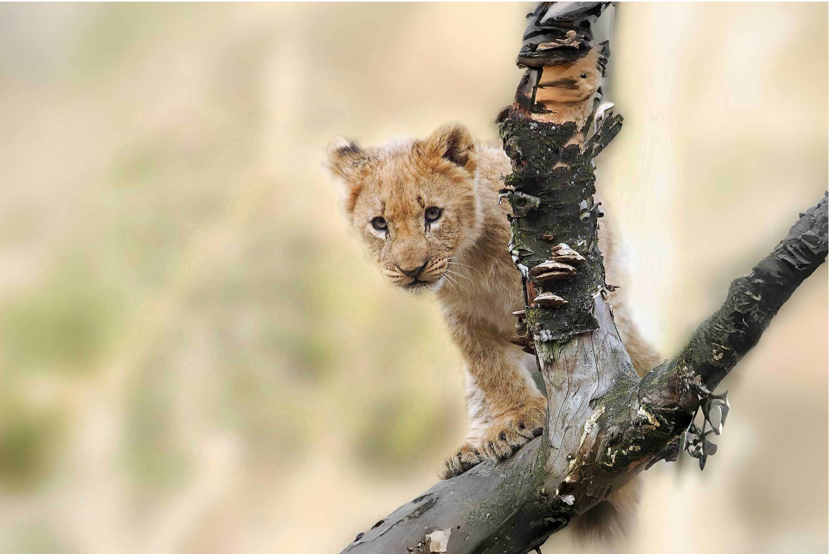 Safariveranstalter - Kenia-Safaris - Löwen und Elefanten