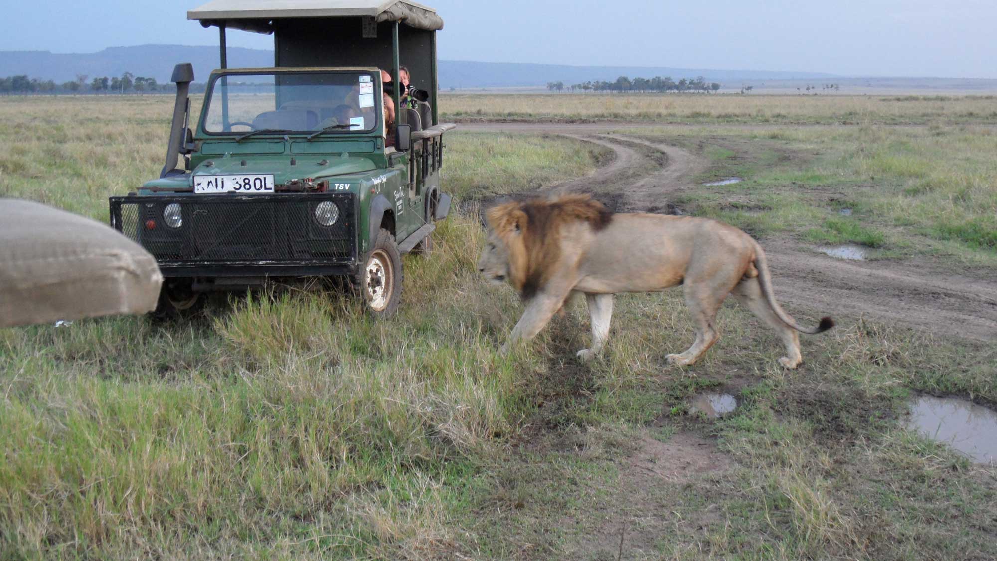 Safariveranstalter - Kenia-Safaris
