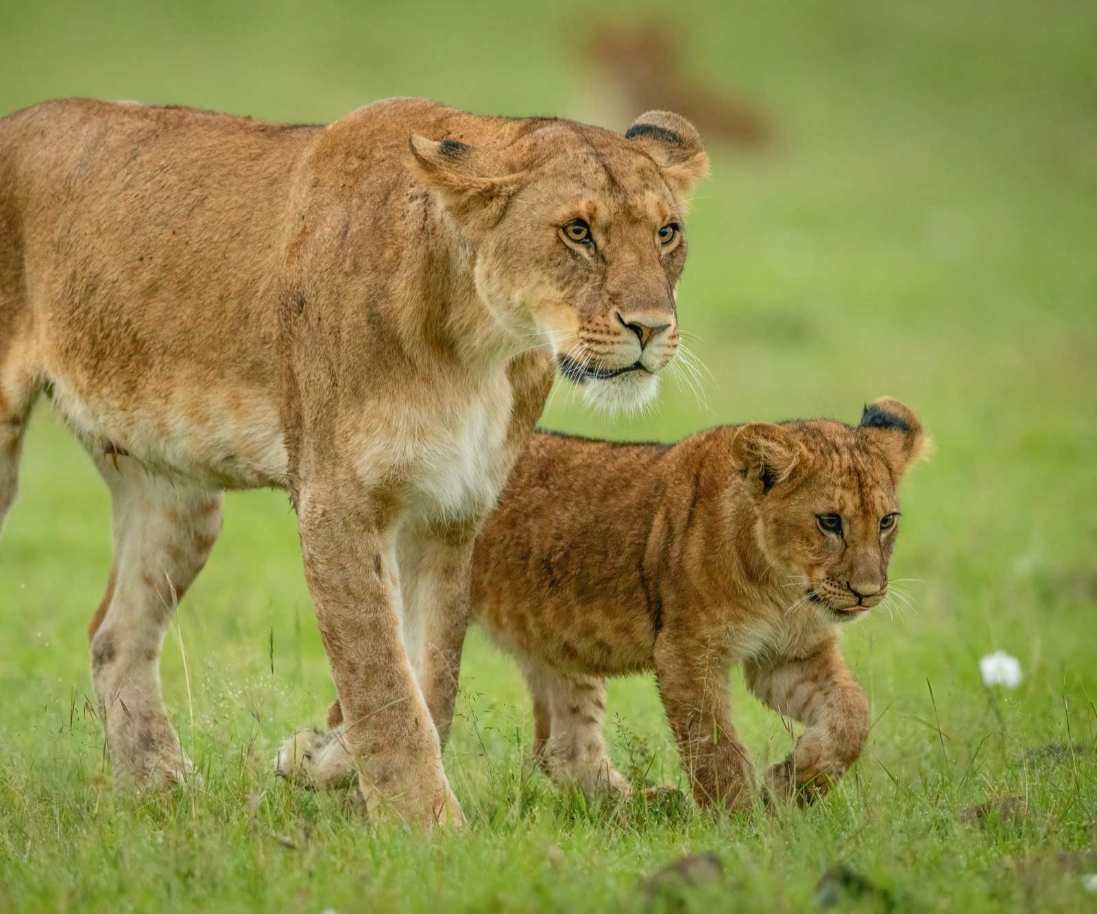 Safariveranstalter Kenia