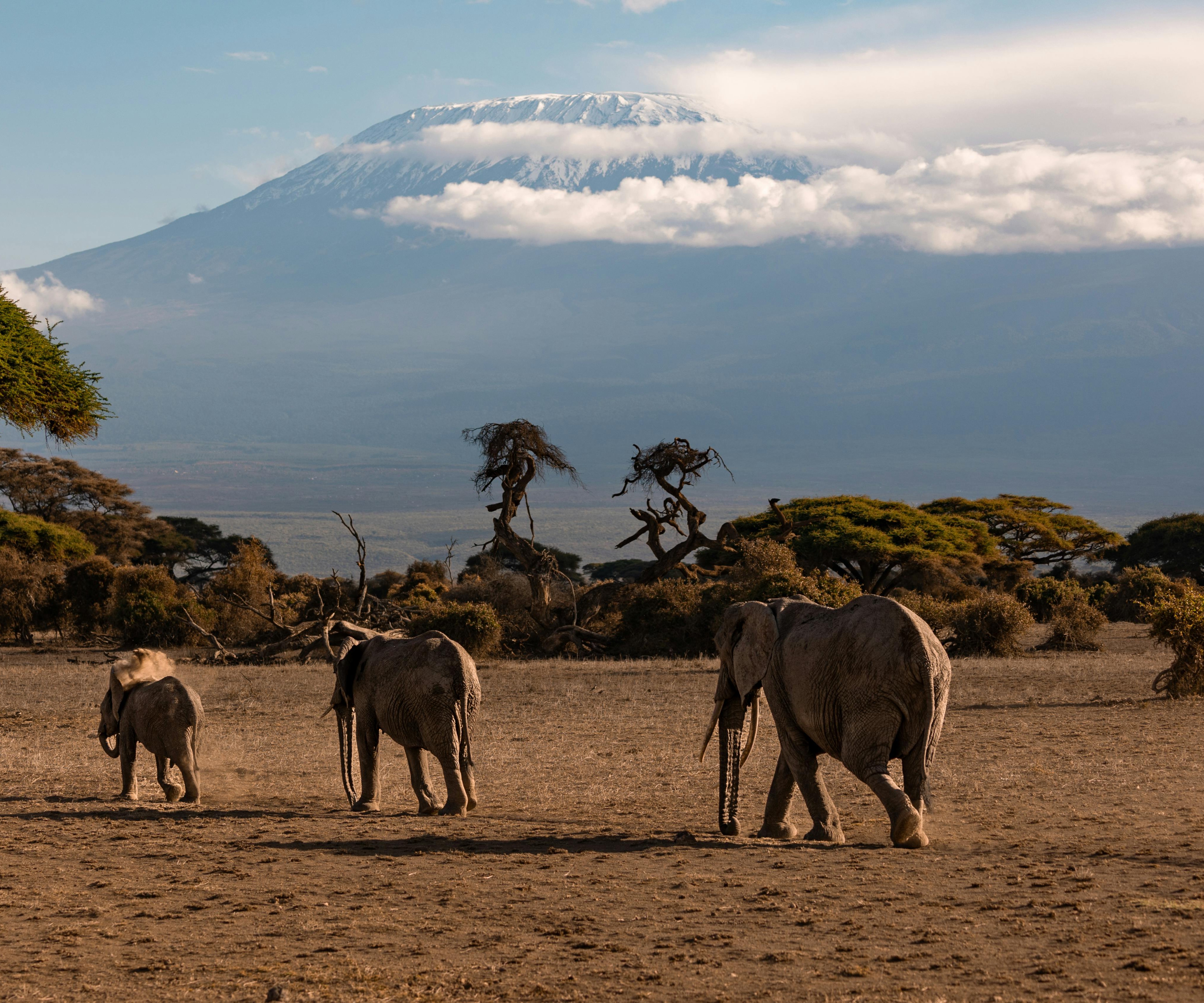 Amboseli  - Reiseveranstalter Kenia Safaris