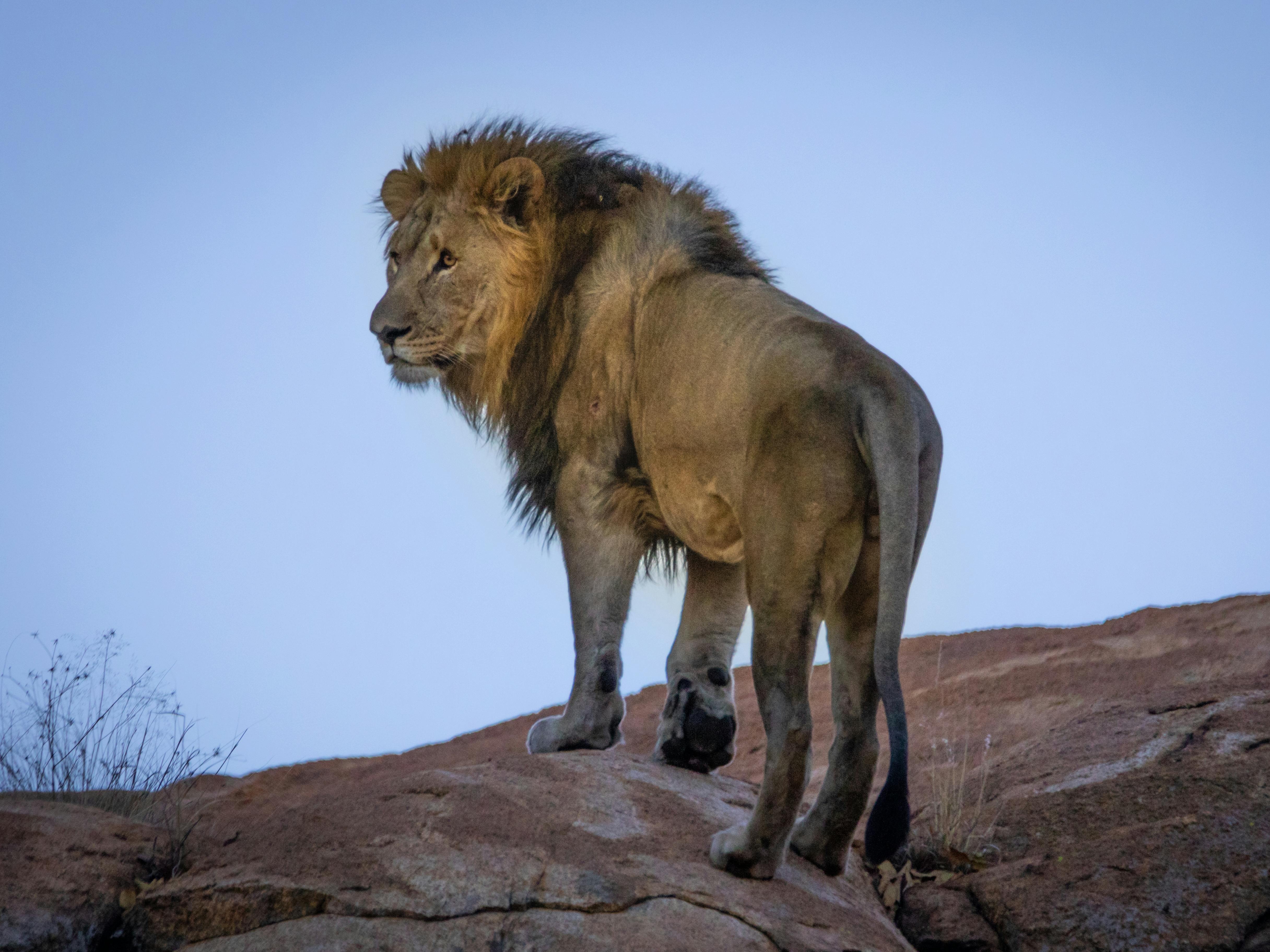Safariveranstalter - Kenia-Safaris