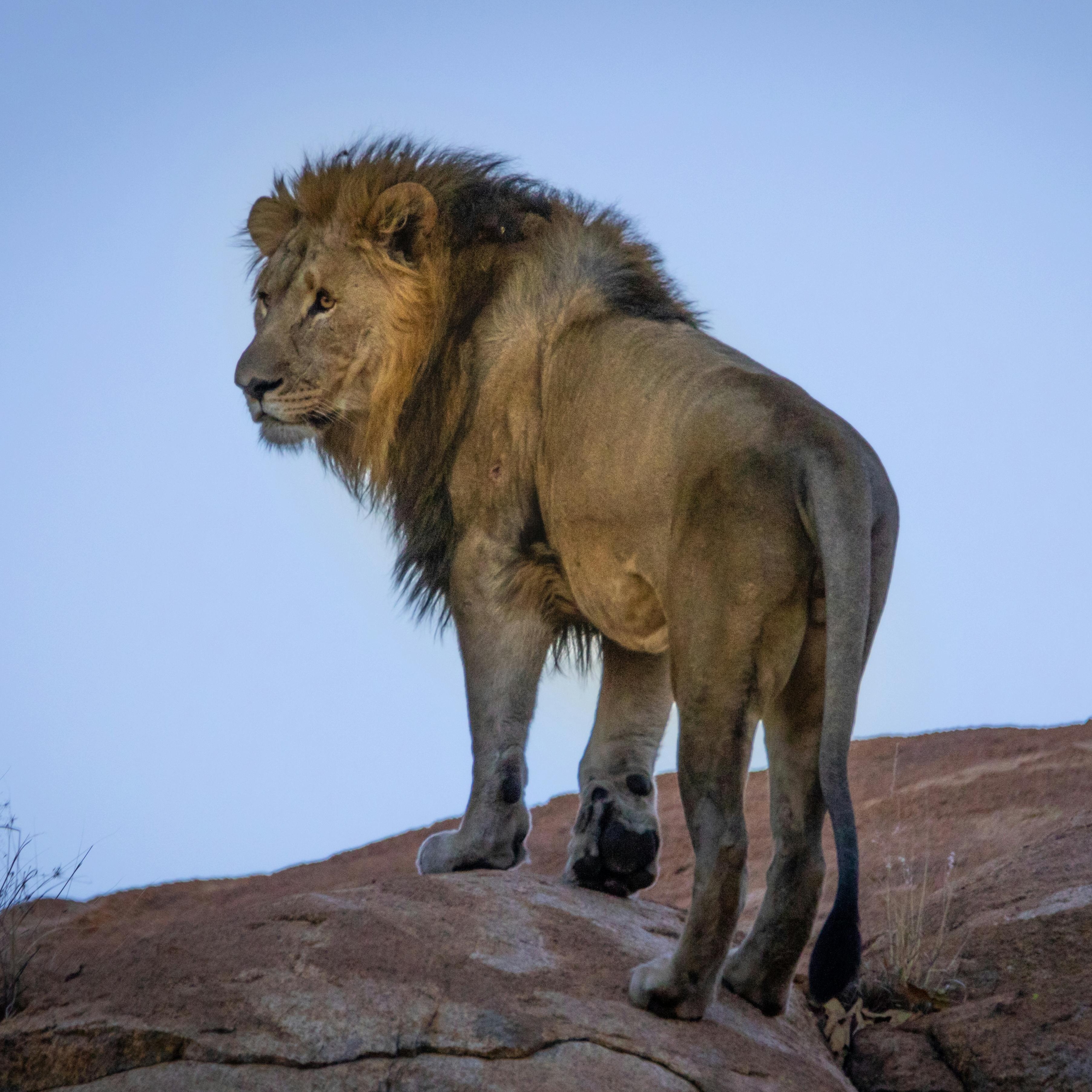 Safariveranstalter Kenia