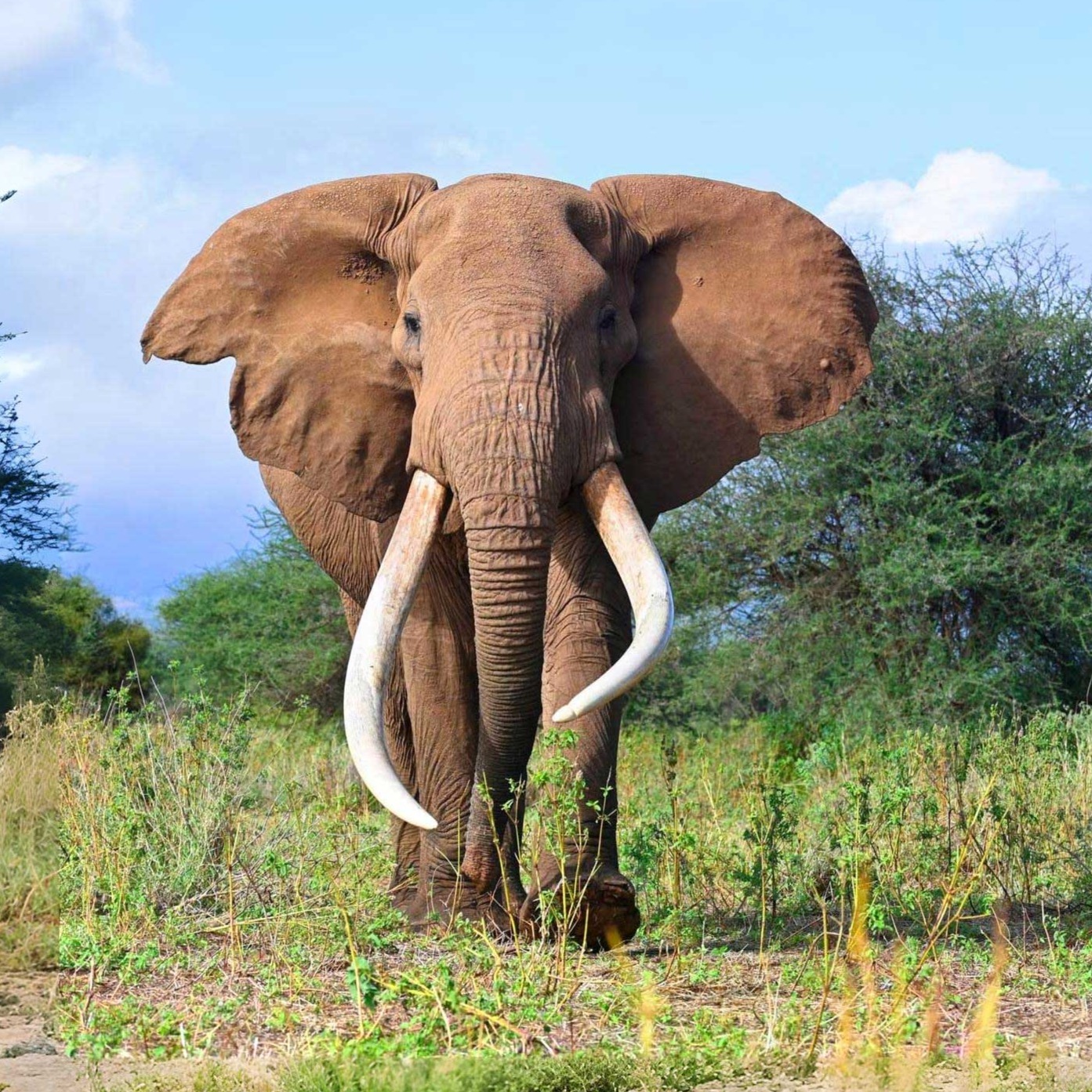 Safariveranstalter Kenia