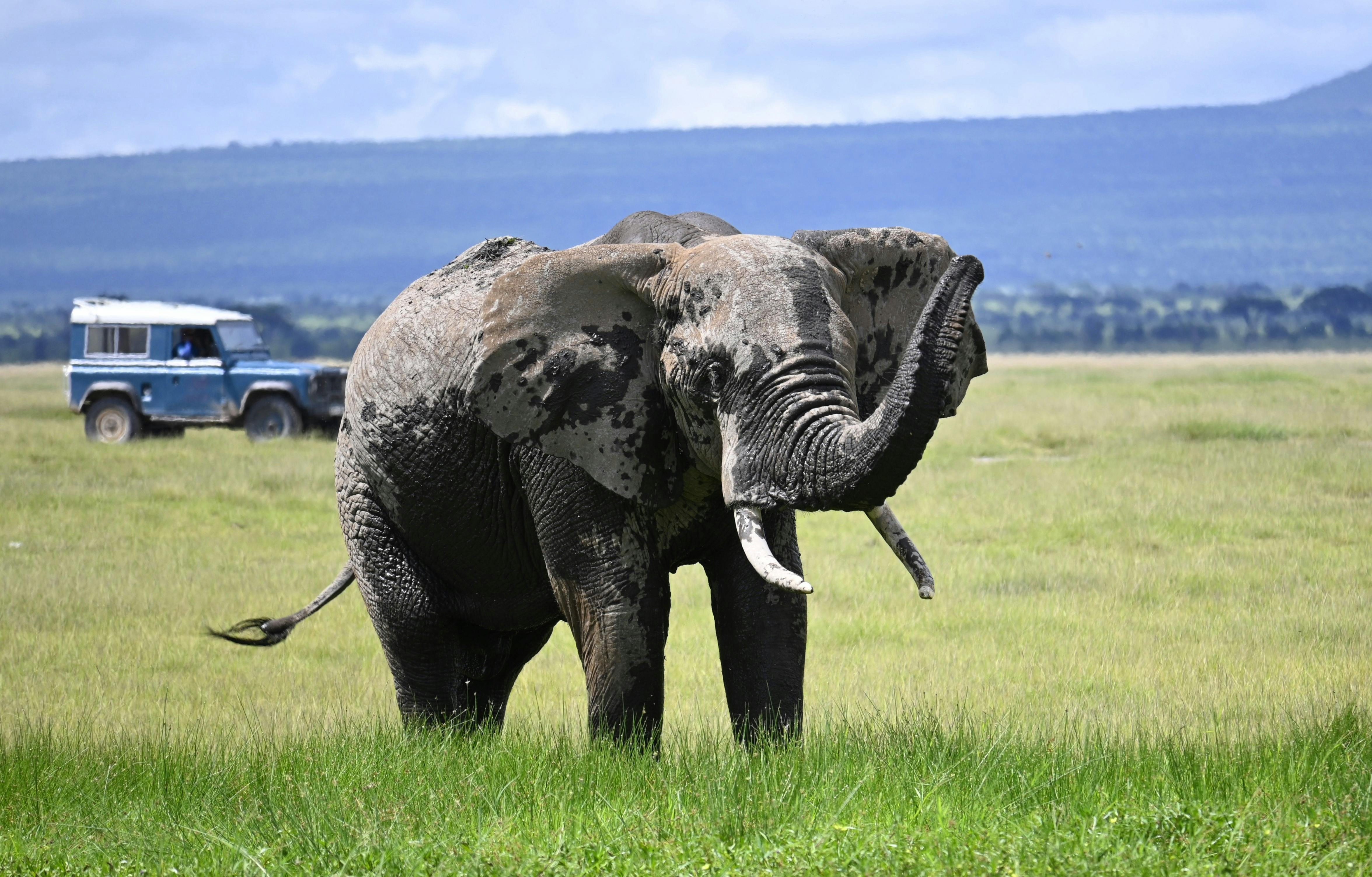 Safariveranstalter - Kenia-Safaris