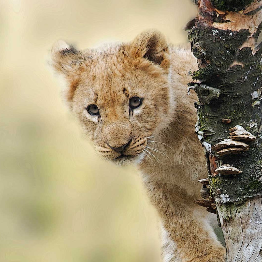 Safariveranstalter Kenia