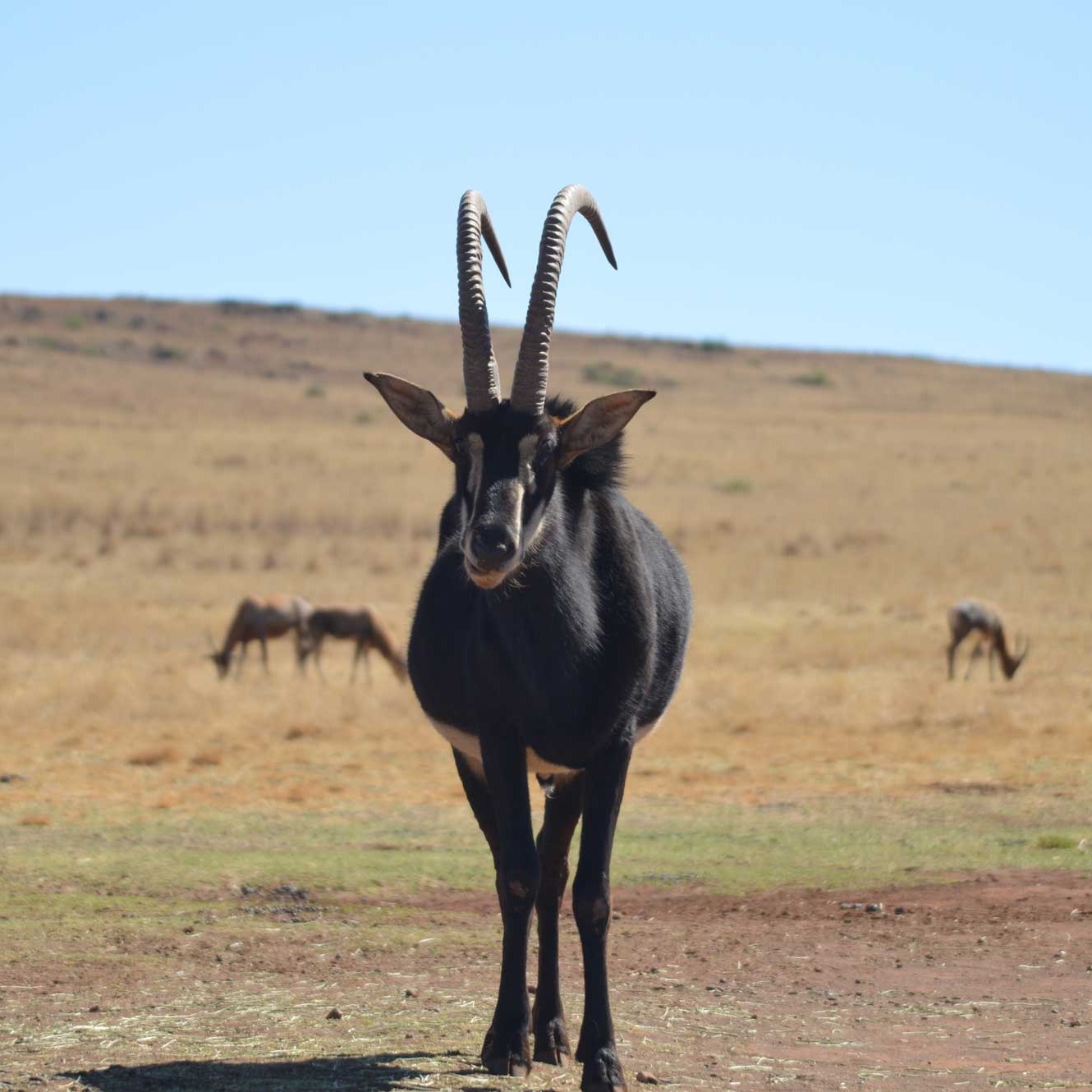 Rappenantilope - Shimba Hills