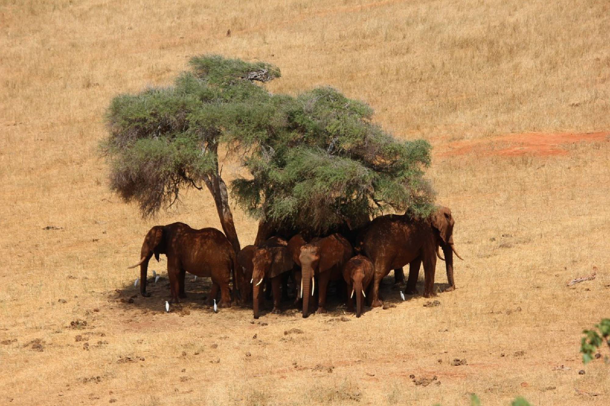Tsavo