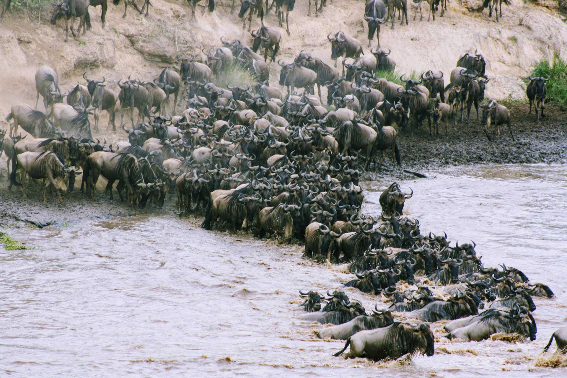 Safariveranstalter - Kenia-Safaris